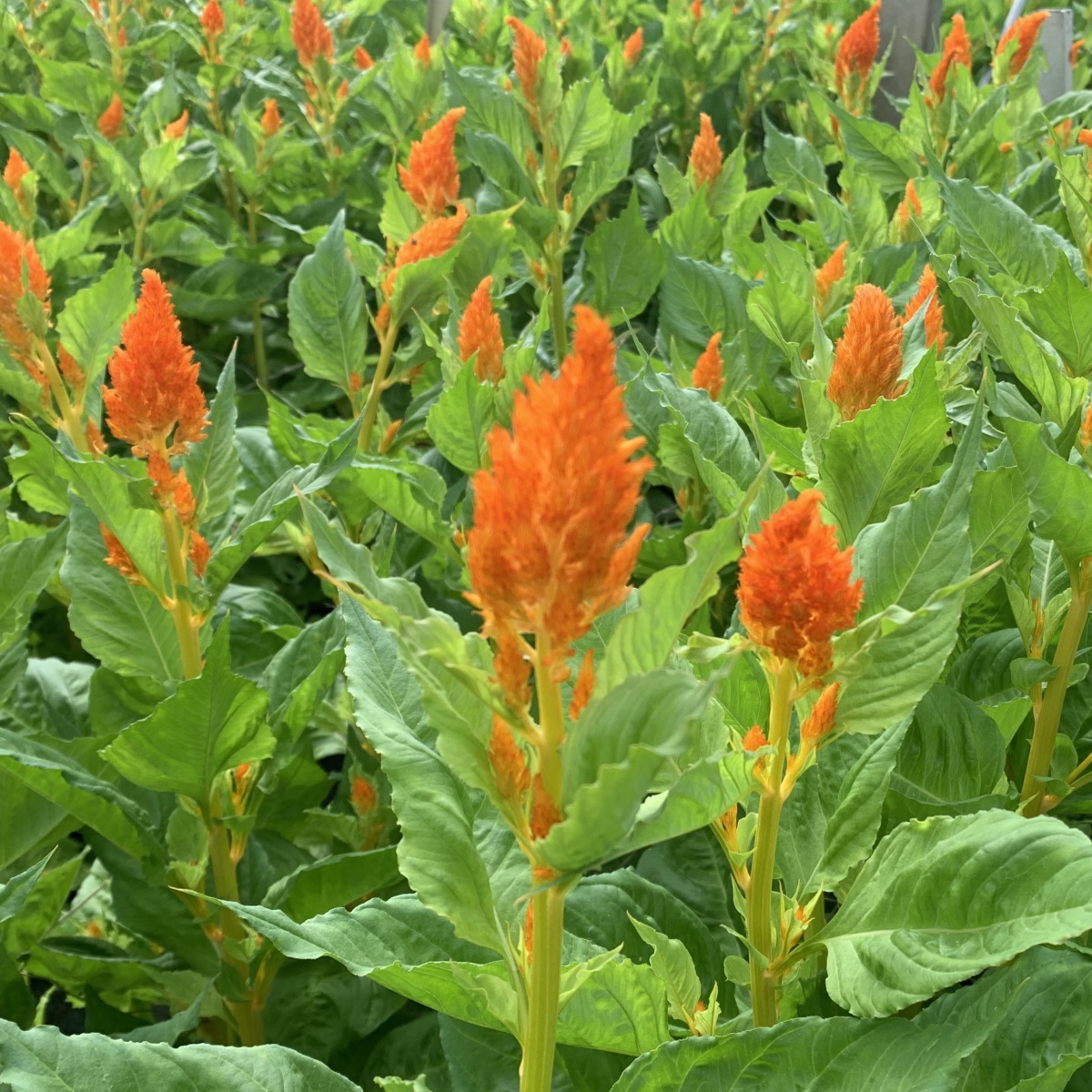 Celosia Plumosa Mixed Box