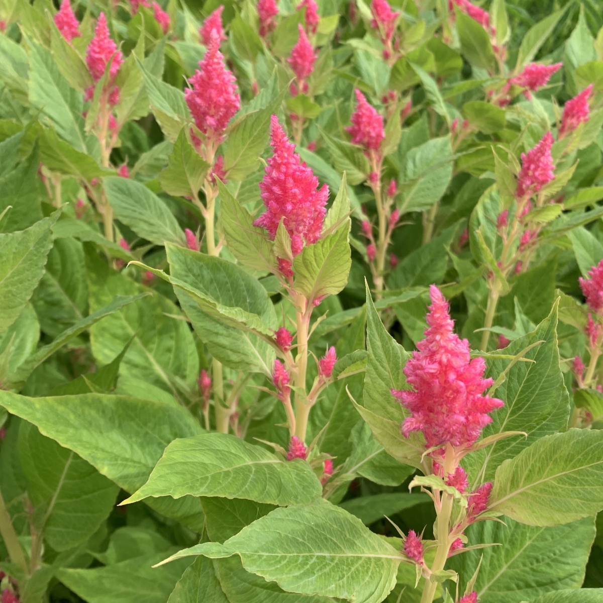 Celosia Plumosa Mixed Box