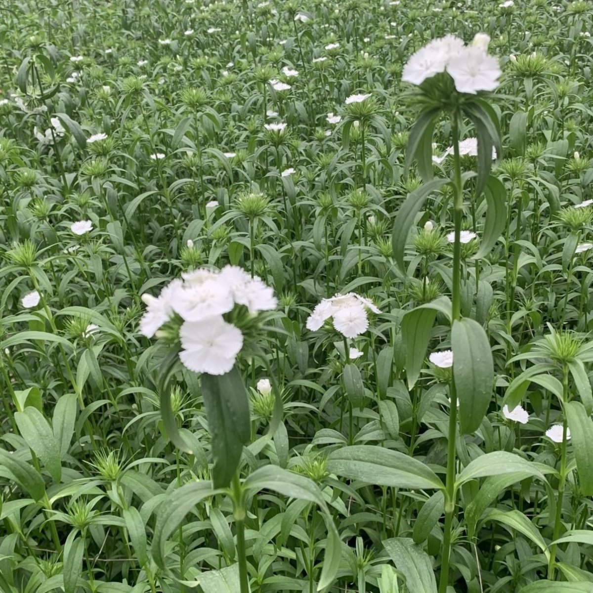 Dianthus Barbatus White (10's) Bunch