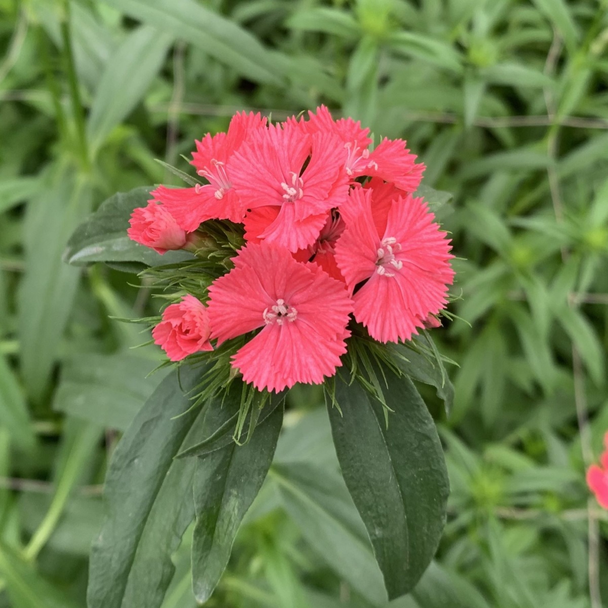 SPECIAL OFFER Dianthus Barbatus Mixed SMALL BOX