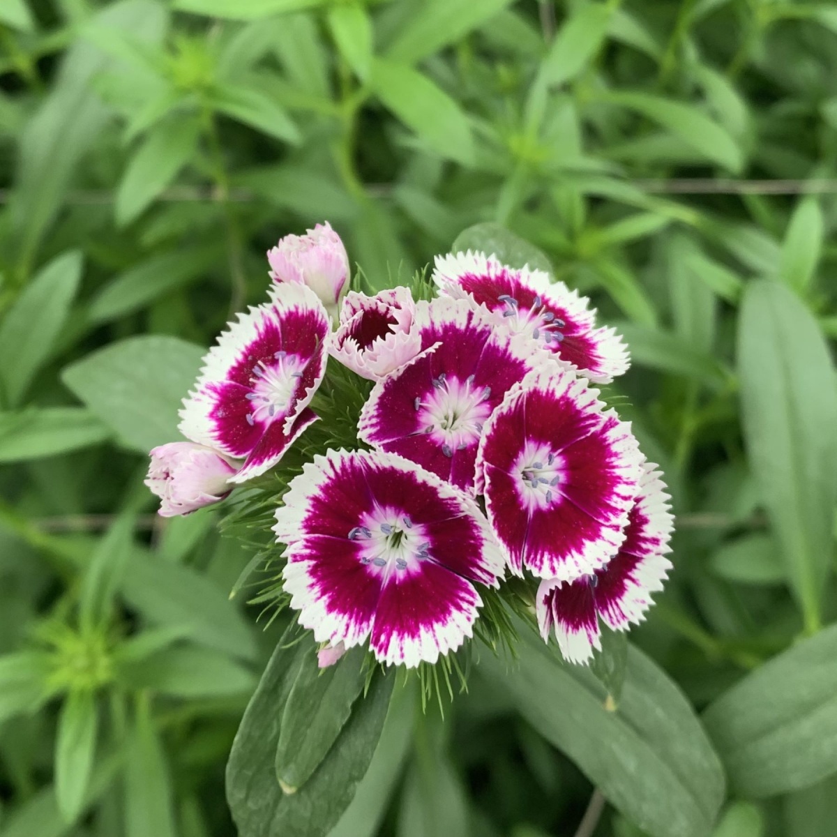 SPECIAL OFFER Dianthus Barbatus Mixed SMALL BOX