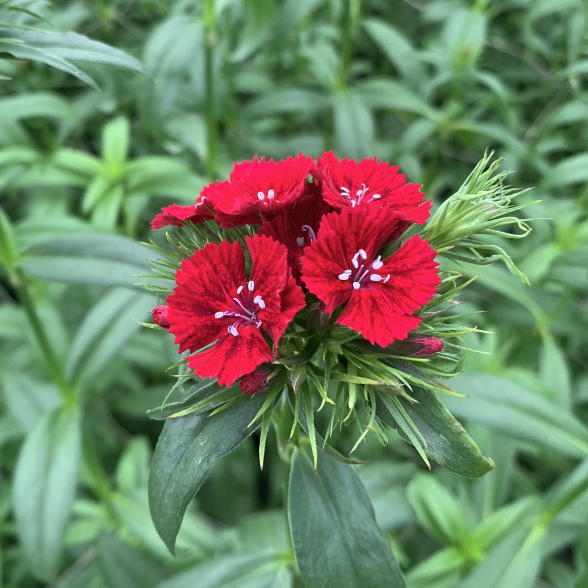 Dianthus Barbatus Mixed SMALL BOX