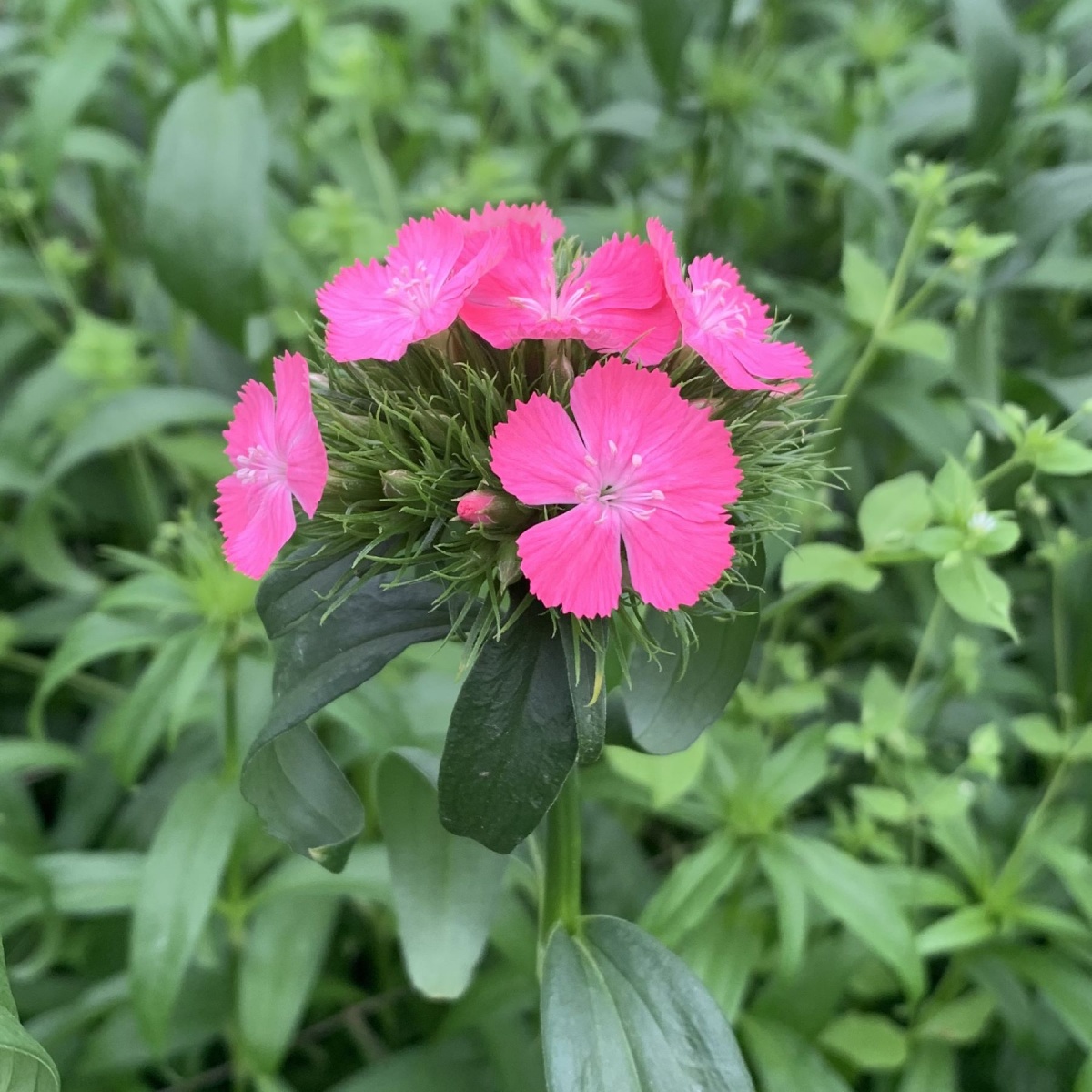 Dianthus Barbatus Mixed SMALL BOX