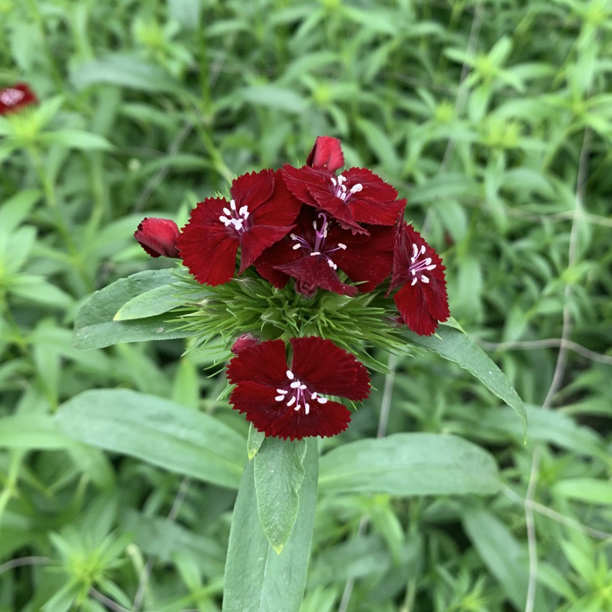 Dianthus Barbatus Mixed SMALL BOX