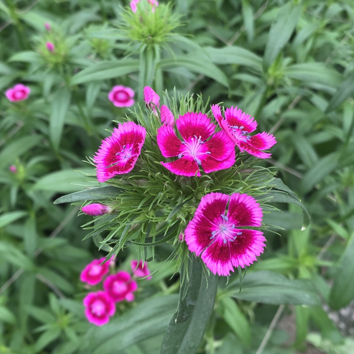 Dianthus Barbatus Mixed SMALL BOX