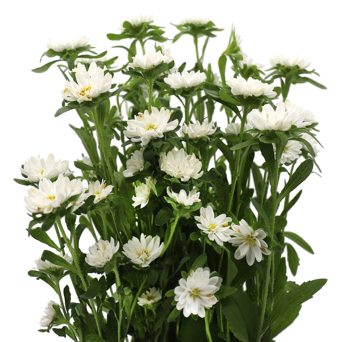 SPECIAL OFFER Aster Serenade Mixed Box