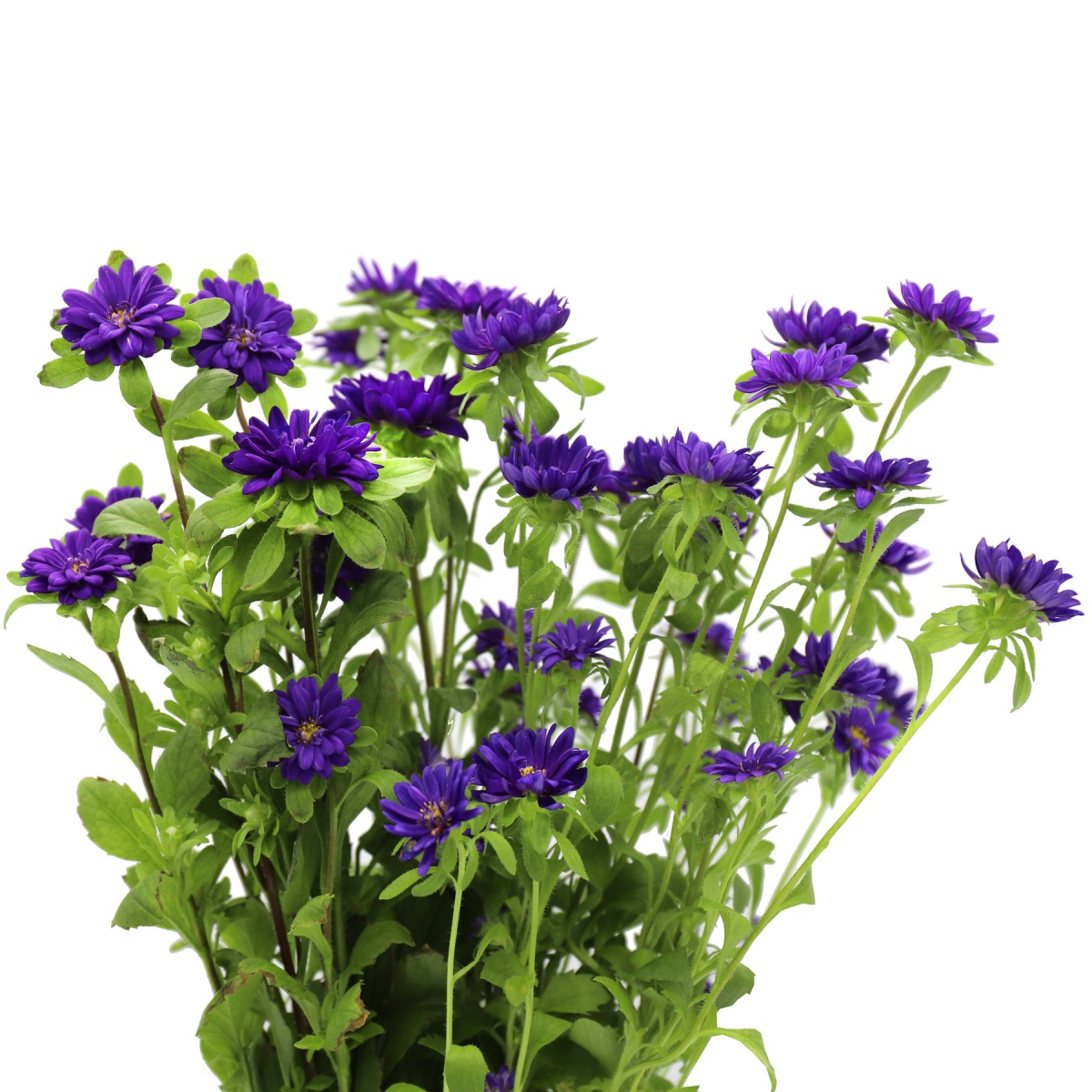 Aster Serenade Purple (10's) Bunch