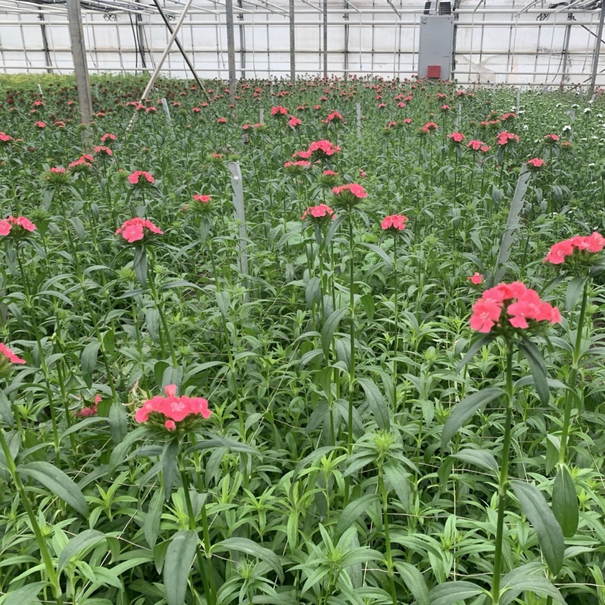 Dianthus Barbatus Sweet Coral (10's) Bunch