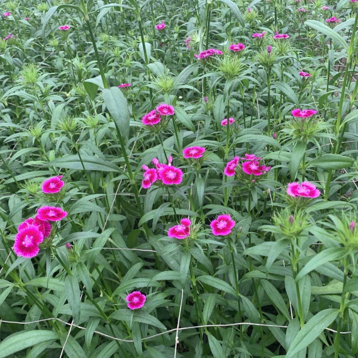 Dianthus Barbatus Cerise BI (10's) Bunch