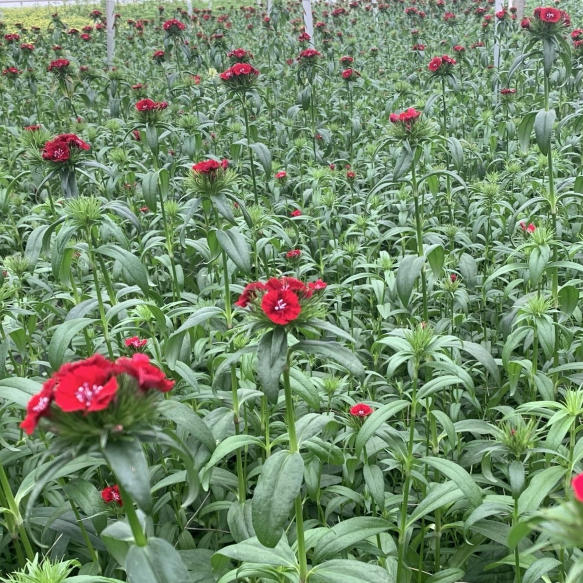 Dianthus Barbatus Red (10's) Bunch