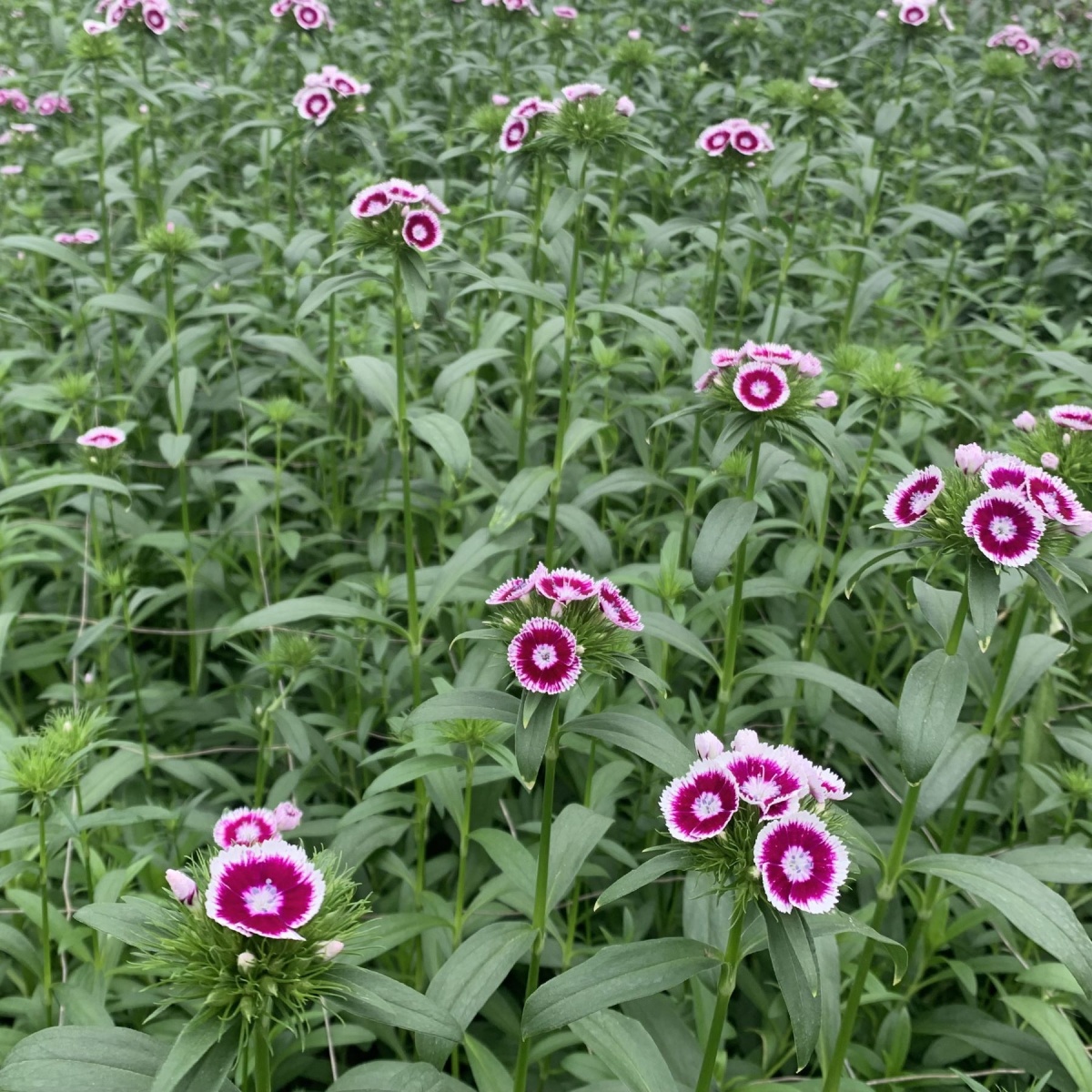 Dianthus Barbatus Purple & White Bi (10's) Bunch