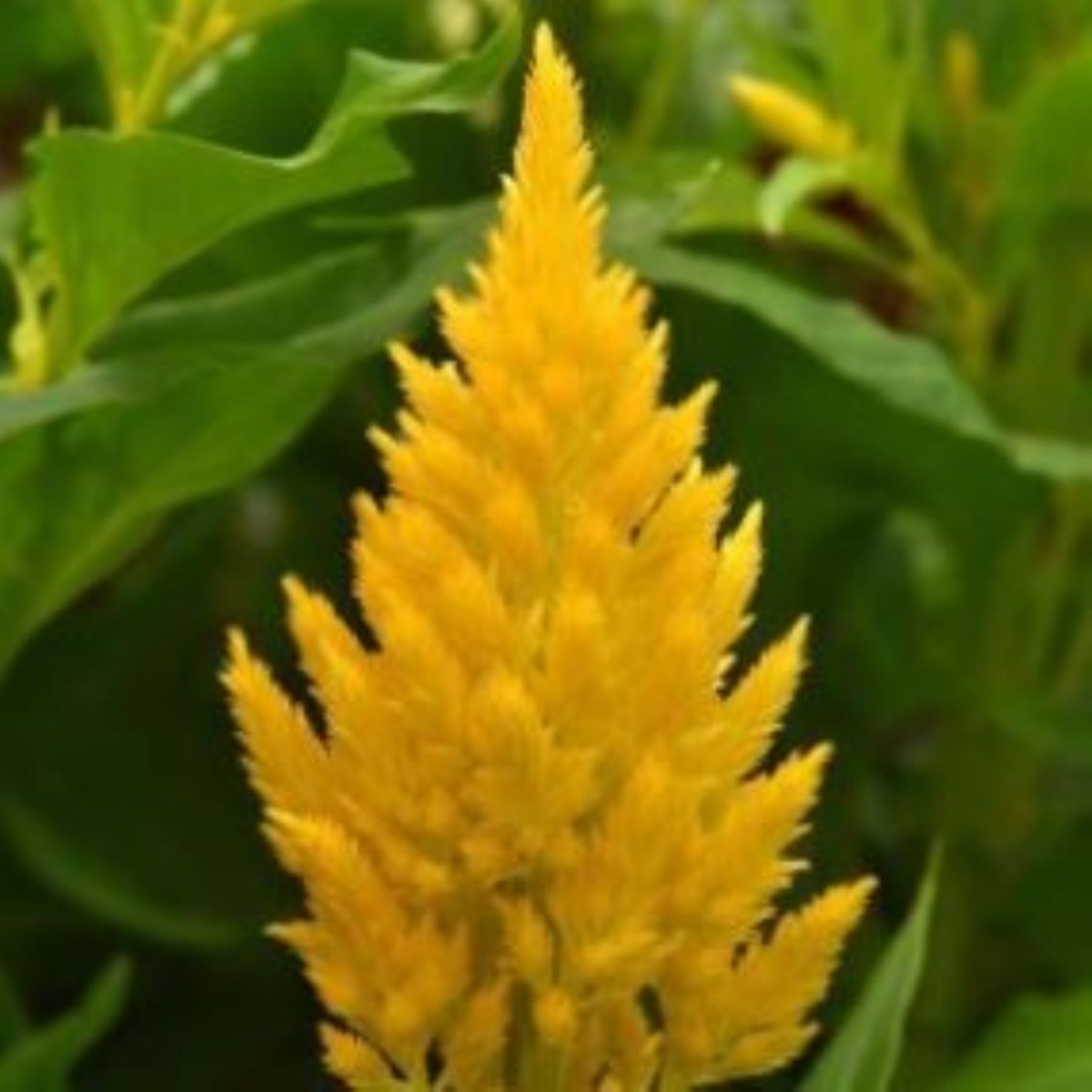 Celosia Plumosa Gold Bunch (10's)