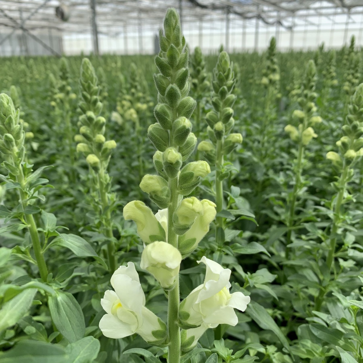 Antirrhinum Mixed BOX