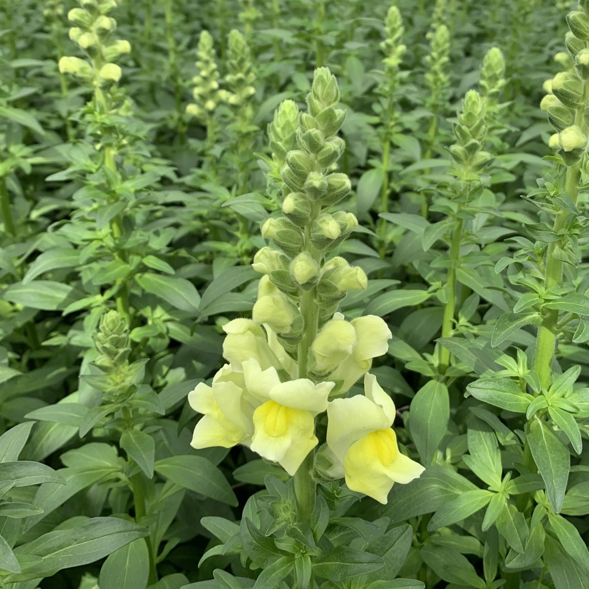 Antirrhinum Mixed BOX