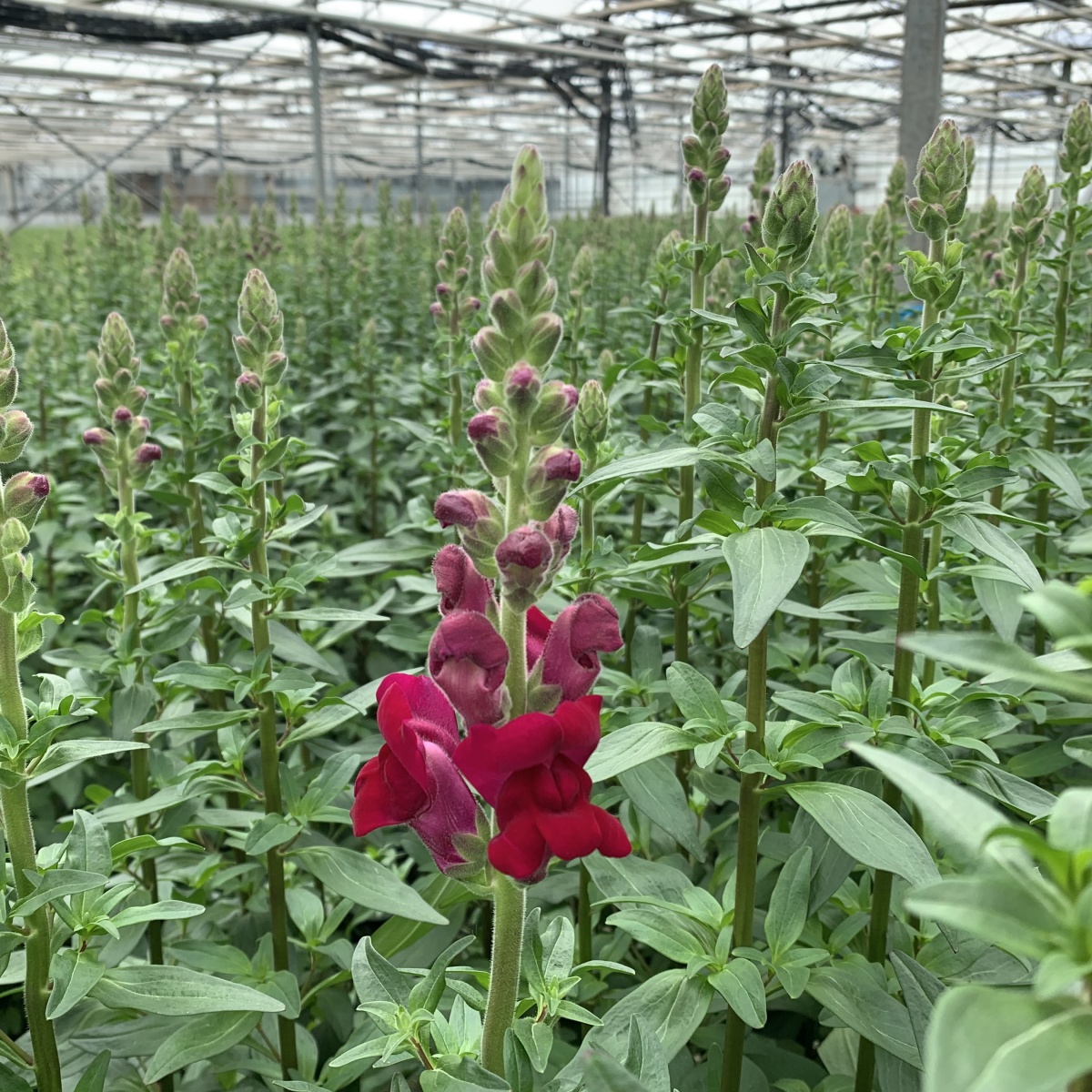 Antirrhinum Mixed BOX