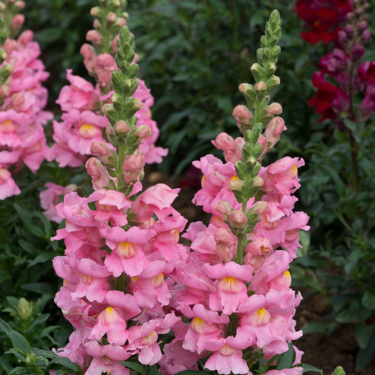 Antirrhinum Mixed BOX