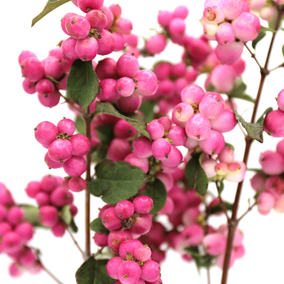 Snowberry Pink Bunch (5's)