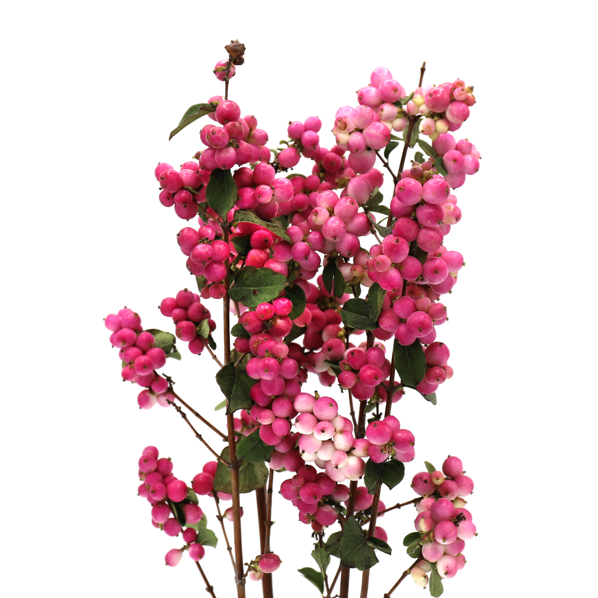 Snowberry Pink Bunch (5's)