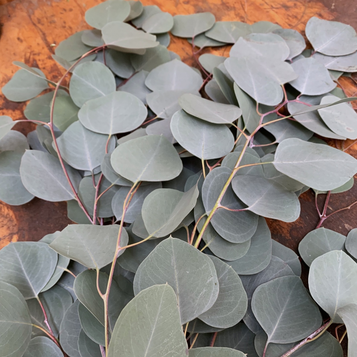 Eucalyptus Silver Dollar Bunch (10's)