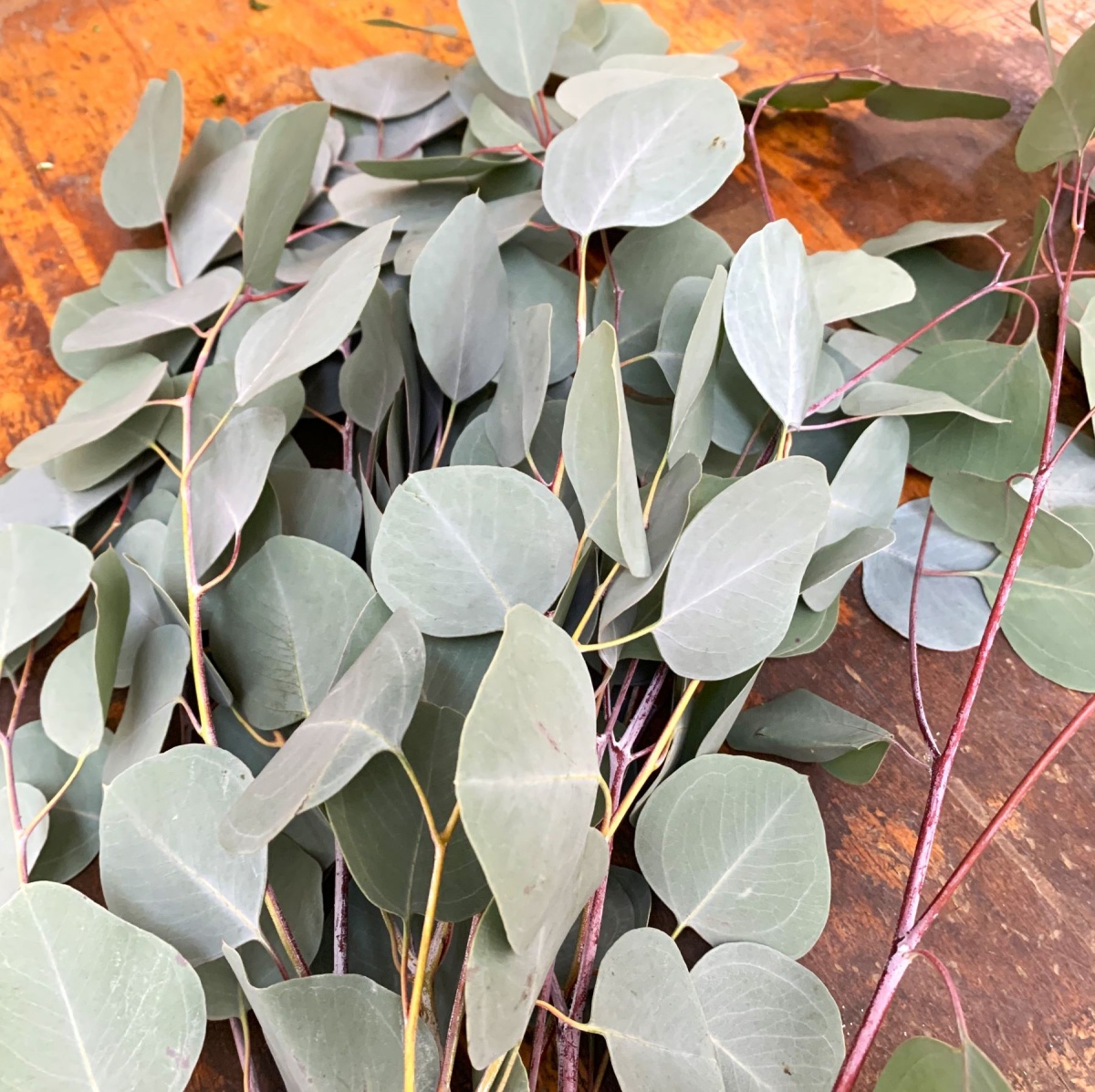 Eucalyptus Silver Dollar Bunch (10's)