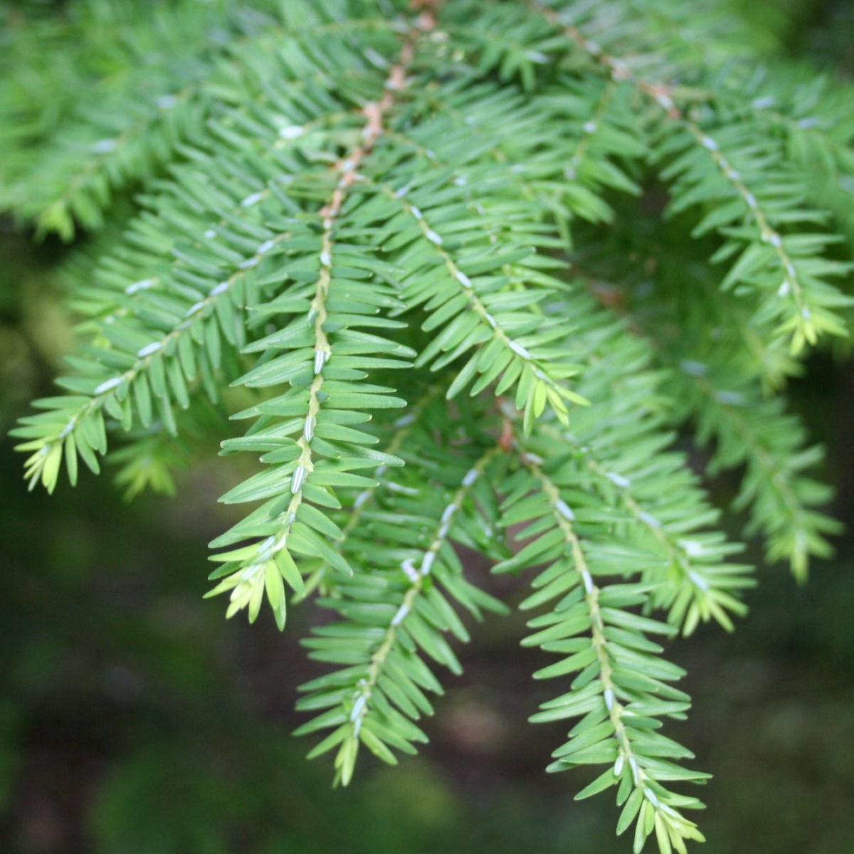 Hemlock